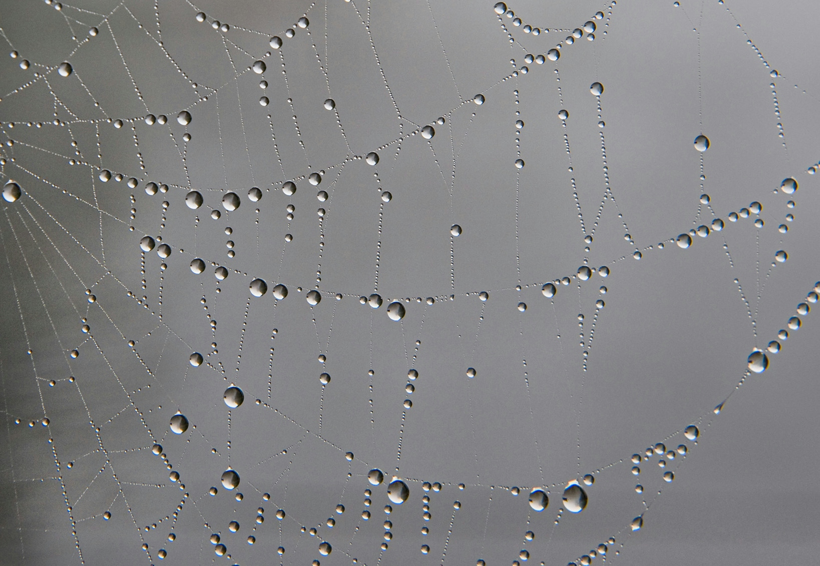 Silver drops of water in spider web
