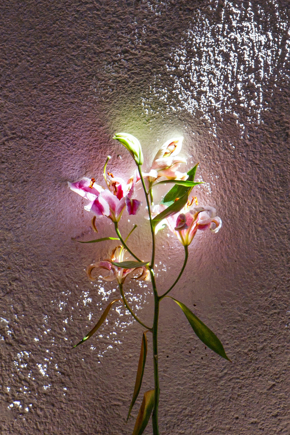 Pink and white flowers glow in ray of sunlight